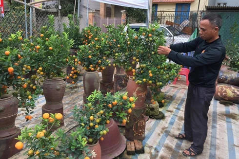 Tết kém vui vì đào, quất mất mùa