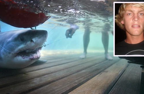 Nhà vô địch lướt ván bị cá mập trắng cắn chết