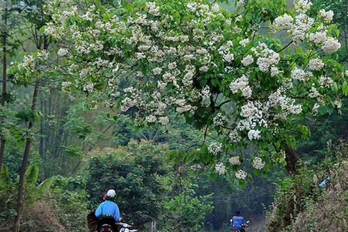 “Mùa phong lưu” bên những cánh rừng trắng màu hoa trẩu