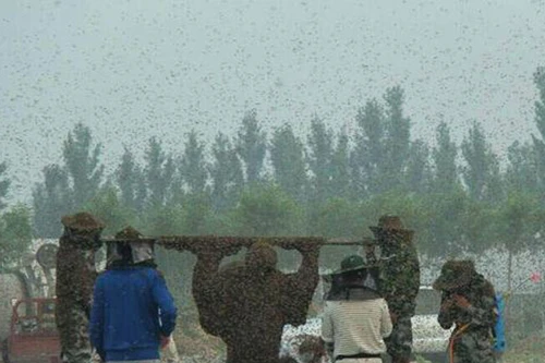 Phá kỷ lục với hàng triệu con ong trên người