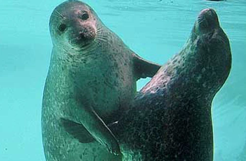 Bài thuốc mạnh nhất dành cho các quý ông