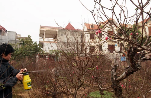 Đào quất tả tơi vì rét