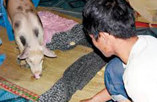 Người đầu thai vào lợn trắng đốm tròn đen gây xôn xao dư luận An Giang