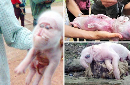 Xuất hiện lợn đẻ ra voi làm xôn xao cả tỉnh Sóc Trăng