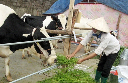 Người Việt đang phải uống sữa pha lại