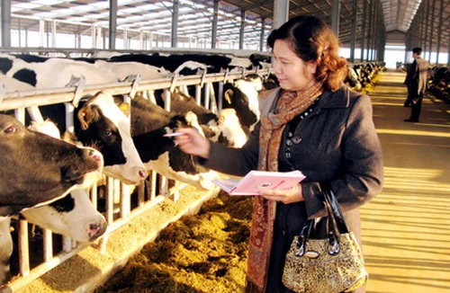 “Nuôi con bến thực, nuôi mình bến mơ”