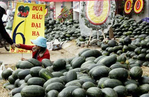 Hoa quả “đại hạ giá”: Của rẻ là của ôi