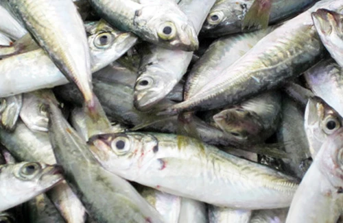 Thận trọng khi mua cá nục 15.000 đồng/kg