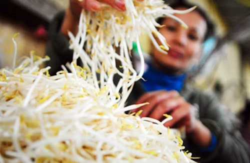 Cần truy tìm độc tố trong thuốc kích thích giá đỗ 