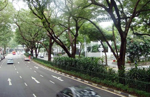 Cây hoa dại - cần thiết cho quy hoạch đô thị