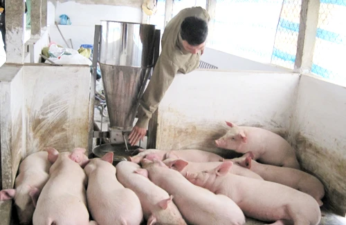 Thương lái Trung Quốc ồ ạt mua lợn mỡ: Bất thường, nhiều rủi ro