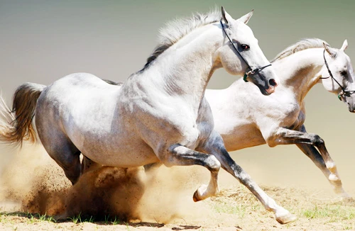 Nỗi buồn ngựa bạch