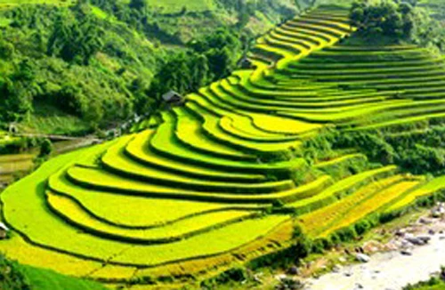 Ruộng bậc thang Sapa đẹp nhất thế giới