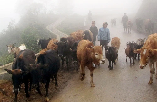 Bắc bộ rét hại bao phủ diện rộng