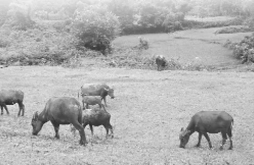 Lên rừng “săn” trâu luông