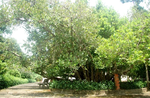 Công nhận 13 cây di sản