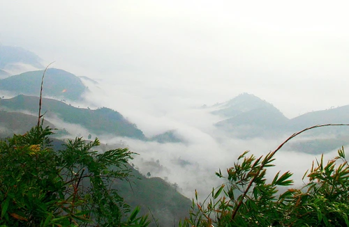 Dã quỳ trên đỉnh đèo