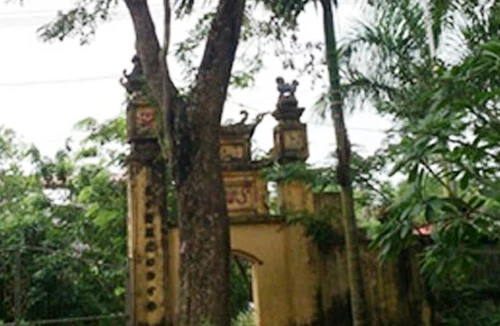 Rao bán cây sưa cổ thụ 50 tỷ đồng để trùng tu di tích