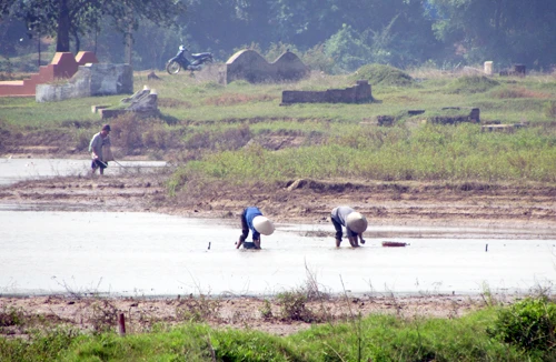 Ồ ạt thu gom ốc bươu vàng