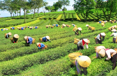 Mượt mà đồi chè Đắk Nông