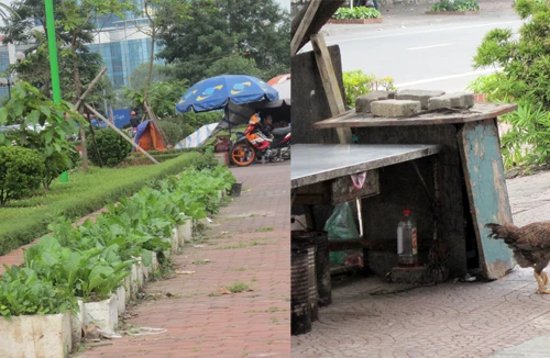 Khu đô thị mới tăng gia trồng rau, nuôi gà