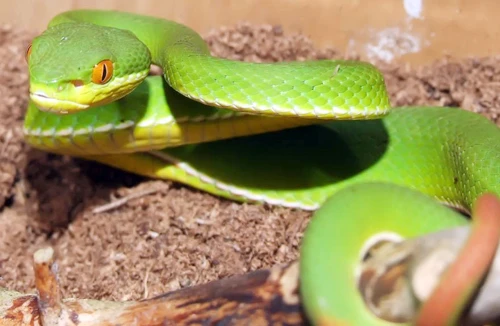 Khi bị rắn cắn phải làm gì?