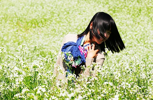 Sầm Nưa, mùa hoa cải trắng