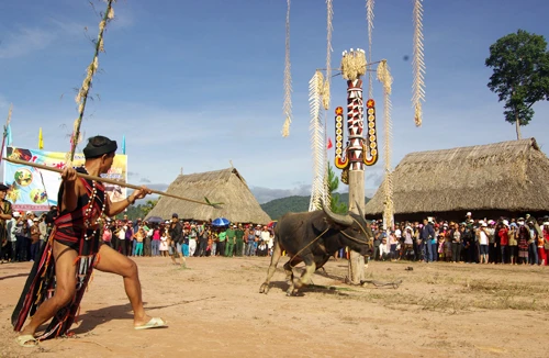 Độc đáo hội Đâm trâu ở Tây Giang