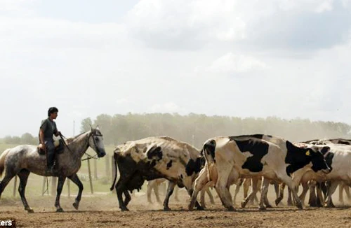 Năng lượng từ khí thải của... bò