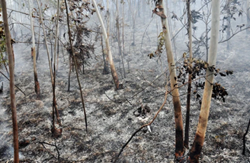 3 héc ta rừng bạch đàn cháy rụi