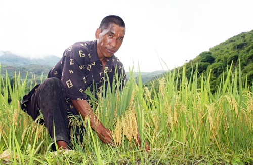 Mường So mùa lúa chín