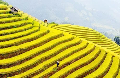 Xuân về trên những chân ruộng bậc thang