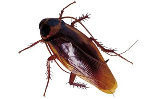 Trào lưu nuôi gián làm mỹ phẩm và chữa bệnh ung thư, AIDS