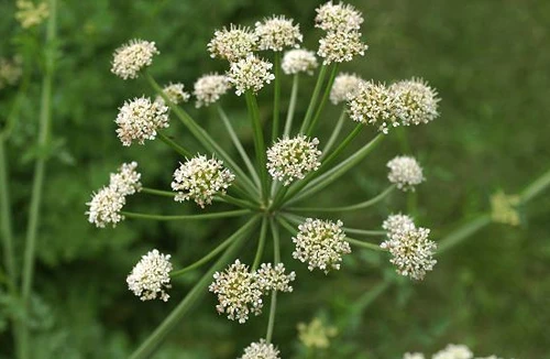 Bí ẩn mang tên “nụ cười thần chết”