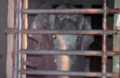 Vụ voi trong vườn thú Đại Nam quật chết người: Có thể do kích ứng mùi sơn