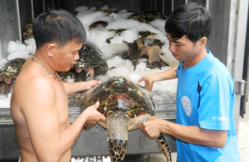 Hiểm họa từ những chuyến săn rùa biển