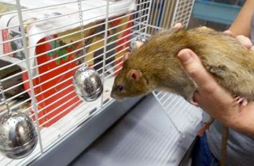 Bước đột phá với chuột nghiệp vụ