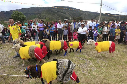 Những chú cừu so tài trước thềm World Cup 2014