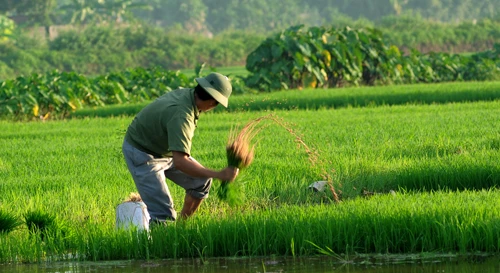 Để tôi kể bạn nghe, chuyện quê tôi vào vụ...