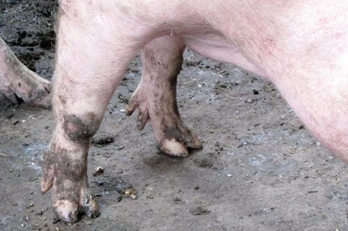 Sự thật lời đồn heo 5 móng hiển linh... cho "trúng số"