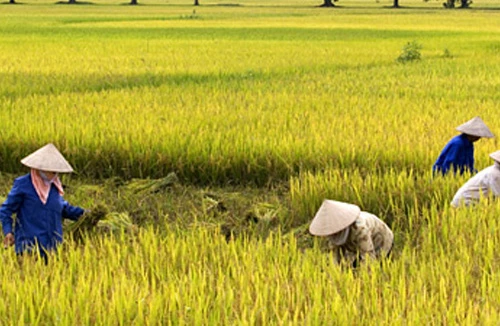 Một nông dân tử vong do say nắng 