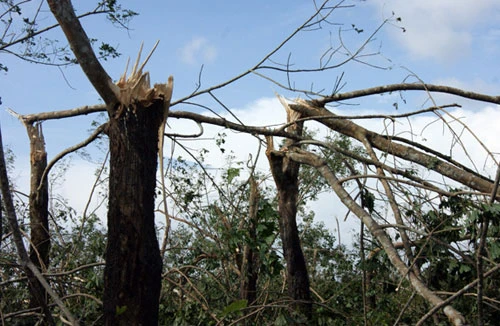 "Vương quốc cao su"... giờ chỉ còn là đống củi