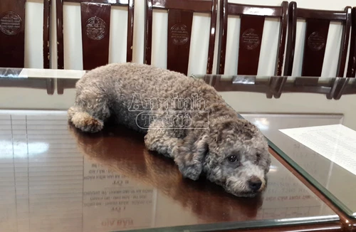 Một người nước ngoài bị cướp chó cảnh khi đang dắt chó đi dạo