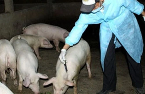 Nam Định đang "nóng" về dịch lợn tai xanh