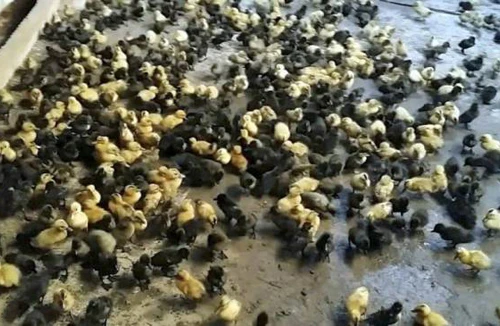 Thả 1.130 chú vịt con vào nhà sếp cũ để trả thù