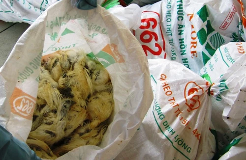 Bắt xe tải chở gia cầm bẩn trên đường đi tiêu thụ