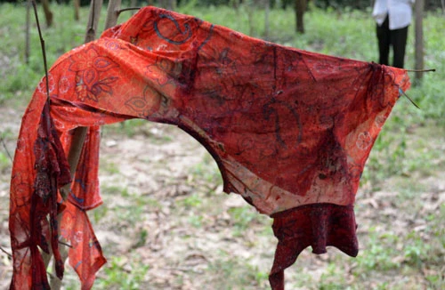 Phát hiện một phụ nữ chết bất thường trong rừng keo