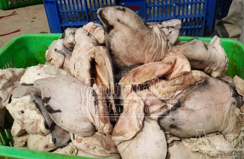 Phát hiện xe ô tải chở tai lợn "bốc mùi", chạy trên phố