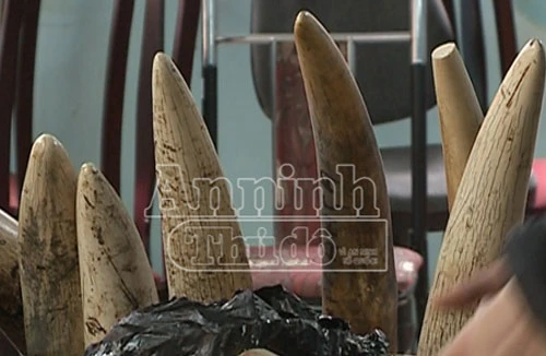 Bắt giữ 200kg ngà voi từ Singapore đến sân bay quốc tế Nội Bài
