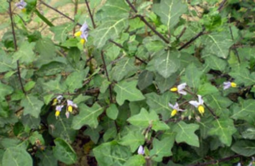 4 mẹ con nhập viện vì ăn quả cà dại